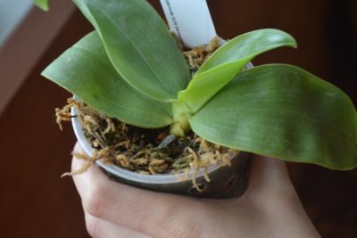как обрезать орхидею фаленопсис