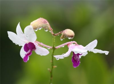 как растут орхидеи в природе