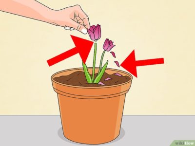 как посадить цветущий тюльпан с луковицей
