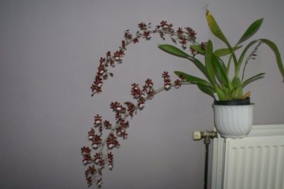 орхидея онцидиум уход в домашних условиях