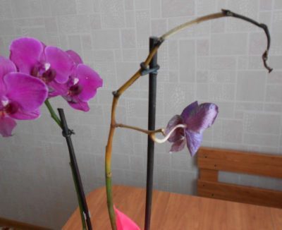 уход за орхидеей во время цветения