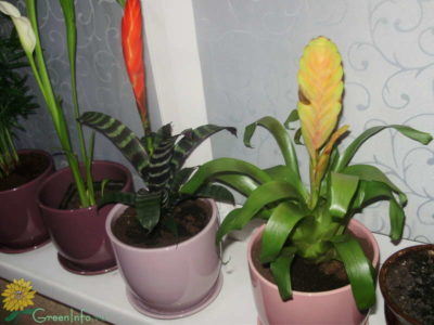 бромелиевые комнатные растения