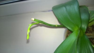 орхидея без точки роста