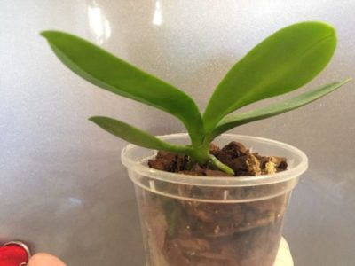 точка роста у орхидеи