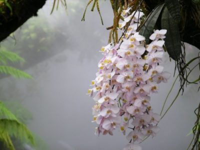 как растут орхидеи в природе