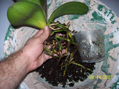 как размножаются орхидеи в домашних условиях