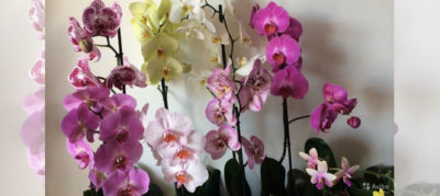 орхидея микс уход