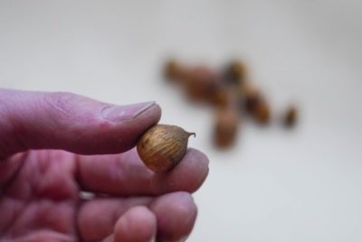 как сажать гладиолусы весной луковицами
