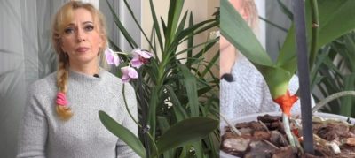 орхидея в керамзите как поливать