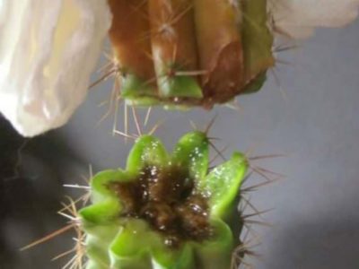 как размножить кактус в домашних условиях