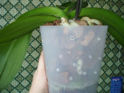 орхидея в керамзите как поливать