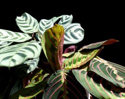 маранта трехцветная молитвенное растение