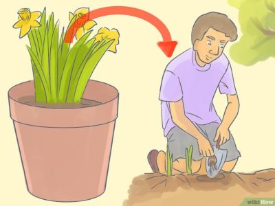 как правильно сажать цветы