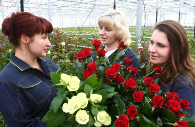 выращивание голландских роз