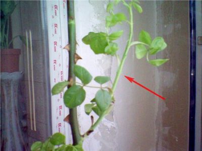 выращивание роз из черенков в домашних условиях зимой