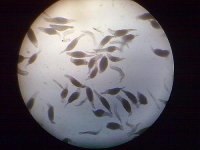 фаленопсис из семян