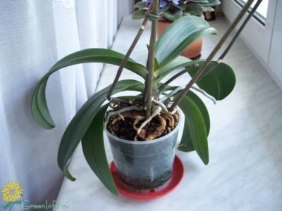 как обрезать орхидею фаленопсис