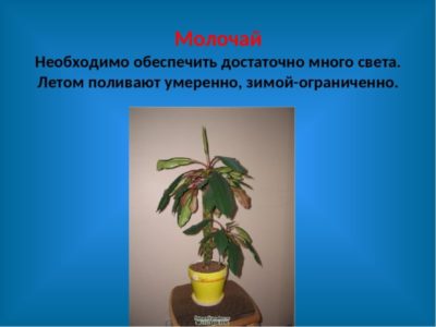 история комнатных растений