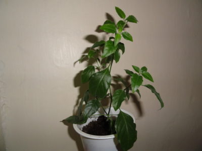 кофе арабика комнатное растение уход