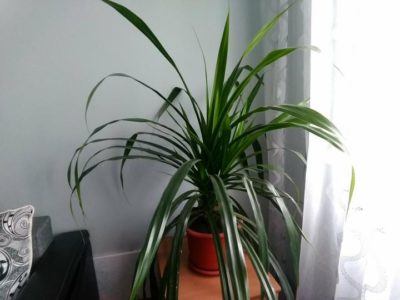 комнатное растение панданус