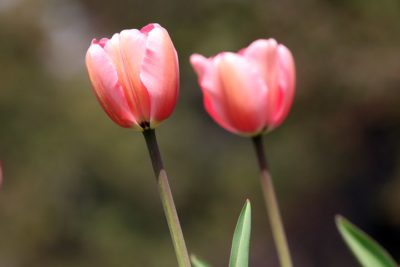 тюльпаны когда цветут