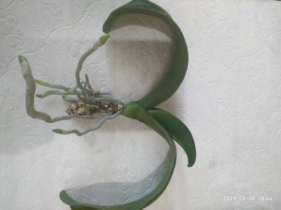 орхидея из семян