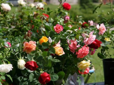 выращивание голландских роз