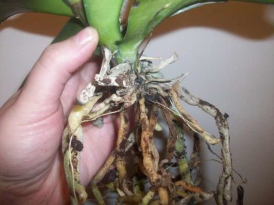 сохнут корни у орхидеи что делать