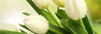 белые тюльпаны что означают