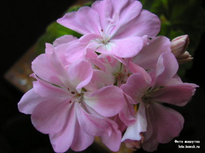 apple blossom пеларгония