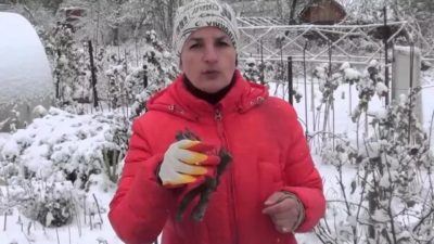 как укрыть глицинию на зиму