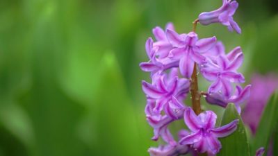 гиацинт сколько по времени цветет
