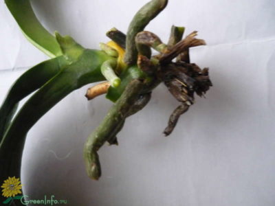 размножение орхидеи от корня