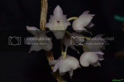 орхидея дендробиум размножение
