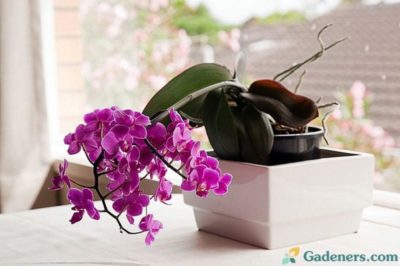 как ухаживать за орхидеей в домашних условиях
