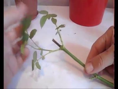 выращивание роз из черенков в домашних условиях зимой