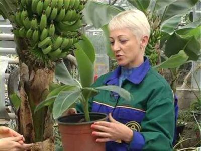 как вырастить банан дома