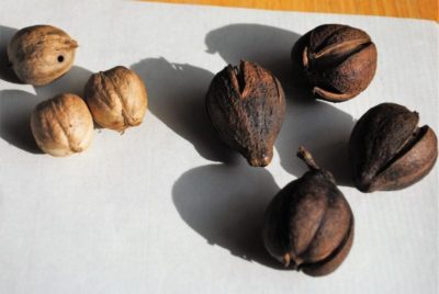 как посадить грецкий орех из ореха