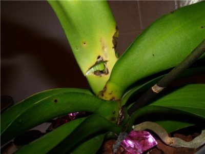 точка роста у орхидеи