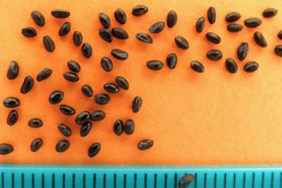 как выглядят семена гортензии