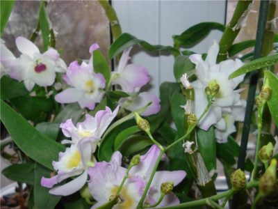 орхидея нобиле уход