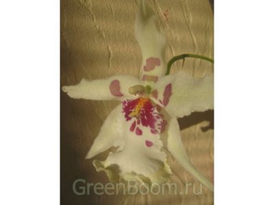 орхидея камбрия уход в домашних условиях