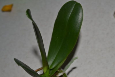 размножение орхидеи от корня