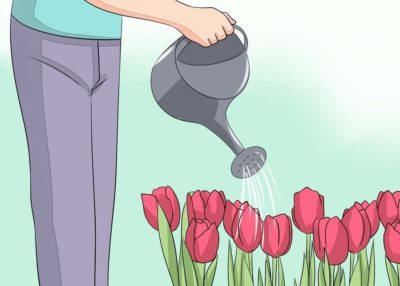 на каком расстоянии сажать тюльпаны