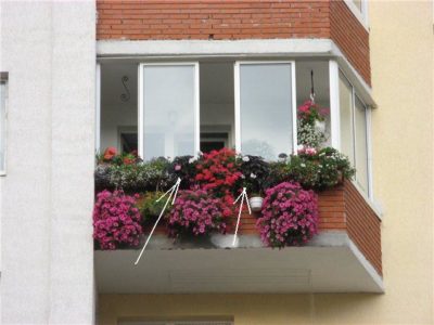 цветы для посадки на балконе