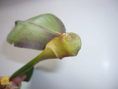 паста цитокининовая для орхидей