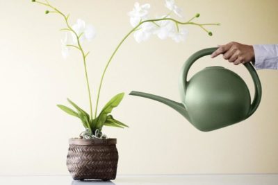 как ухаживать за орхидеей в горшке