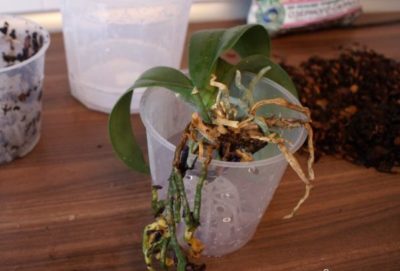 как правильно посадить орхидею в горшок