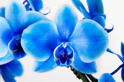 синяя орхидея уход