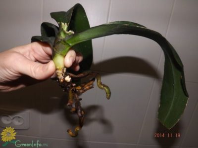 что делать с воздушными корнями орхидеи